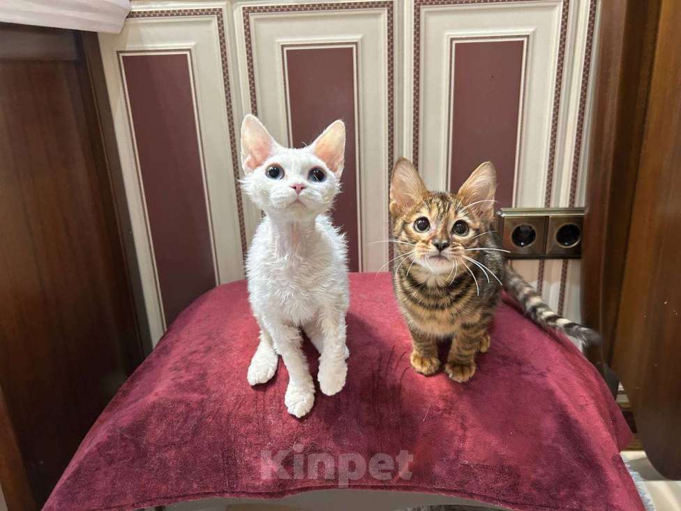 Кошки в Москве: кошечка девон рекс белая с разноцветными глазами Девочка, 150 000 руб. - фото 5