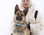 Собаки в Балашихе: Красивая добрая почти овчарка 1 г. из приюта Девочка, Бесплатно - фото 2