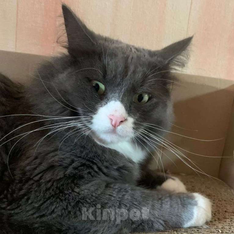 Кошки в Москве: Самый лучший кот! Мальчик, Бесплатно - фото 5