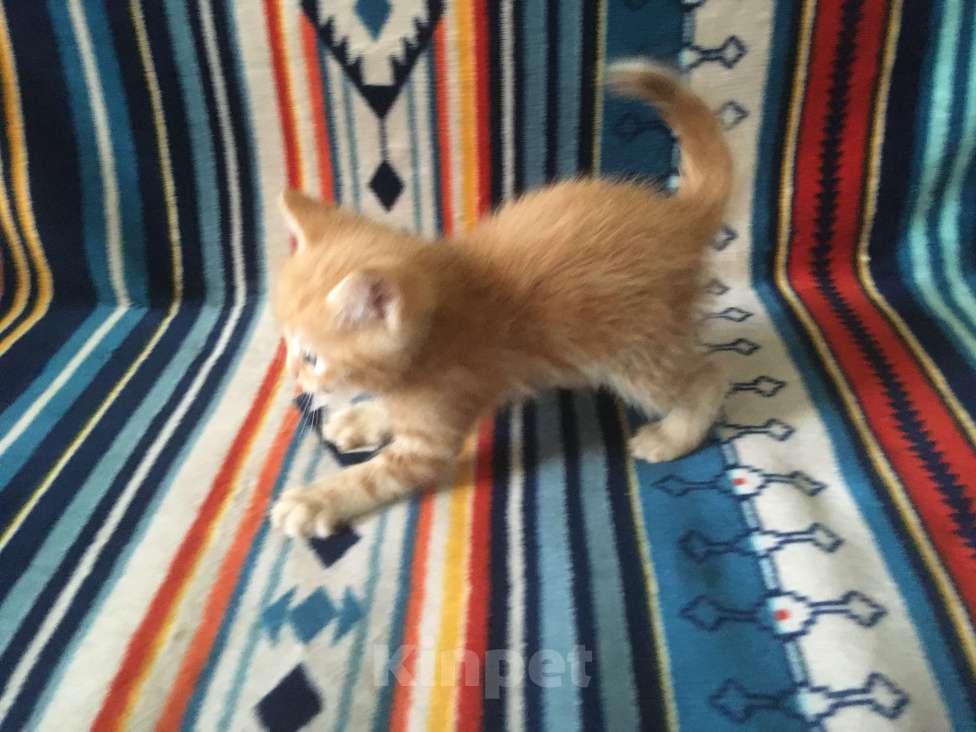 Кошки в Москве: Рыжик ищет свою семью Мальчик, 1 руб. - фото 7