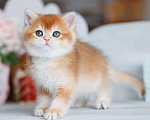 Кошки в Владивостоке: Британский золотистый котенок Мальчик, 80 000 руб. - фото 1