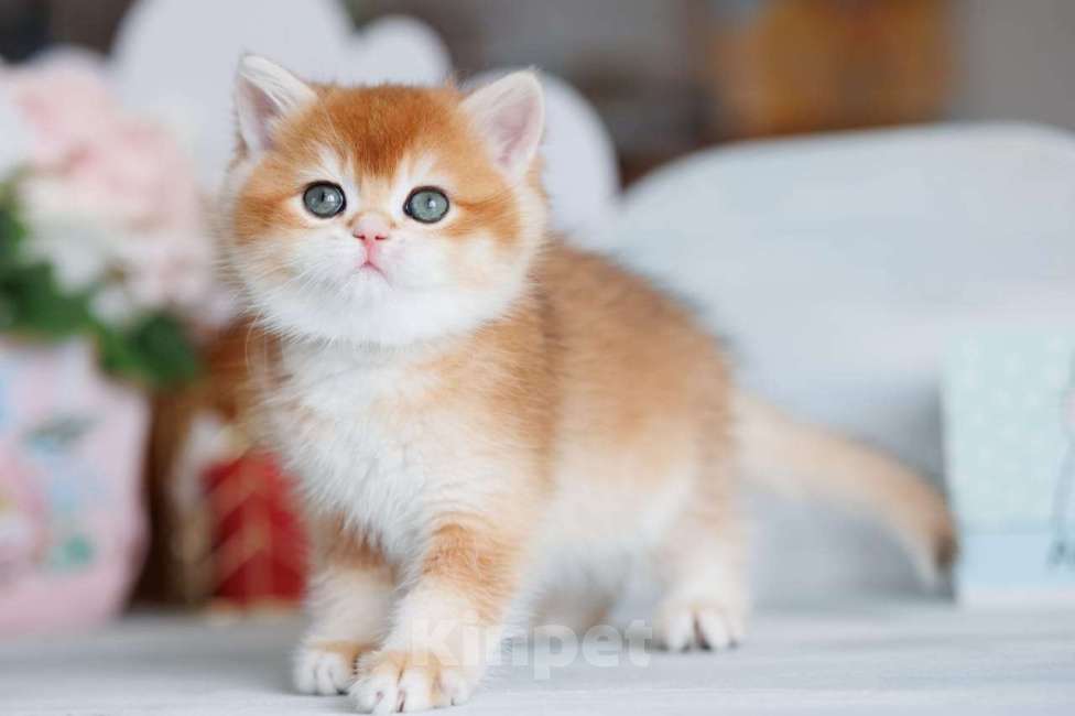 Кошки в Владивостоке: Британский золотистый котенок Мальчик, 80 000 руб. - фото 1