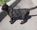 Кошки в Москве: Два братика,два котика.черные. Мальчик, 1 руб. - фото 9