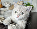Кошки в Москве: Шотландские котята эксклюзивных окрасов Разнополые, 30 000 руб. - фото 9