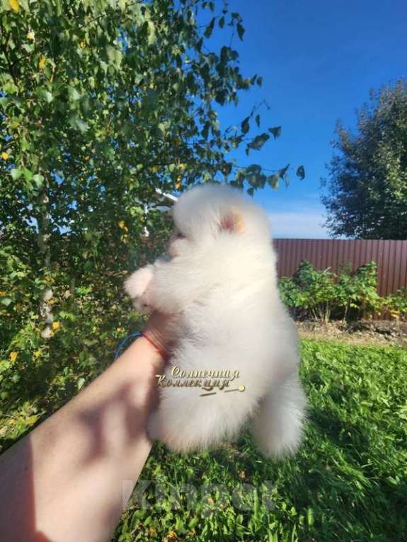 Собаки в Москве: Девочка померанского шпица мини питомник  РКФ Девочка, Бесплатно - фото 2