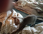 Кошки в Братске: Ищем добрые руки Мальчик, Бесплатно - фото 3