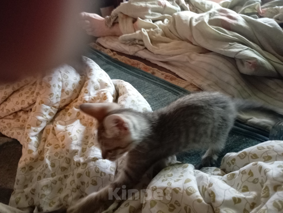 Кошки в Братске: Ищем добрые руки Мальчик, Бесплатно - фото 3
