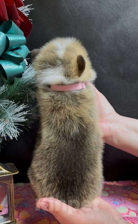 Собаки в Москве: Вельш корги пемброк мальчик без хвостика  Мальчик, 60 000 руб. - фото 2