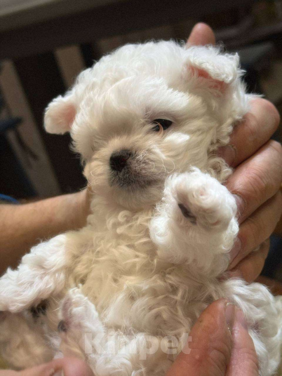 Собаки в Костроме: Китайский Мини Бишон Девочка, 50 000 руб. - фото 5