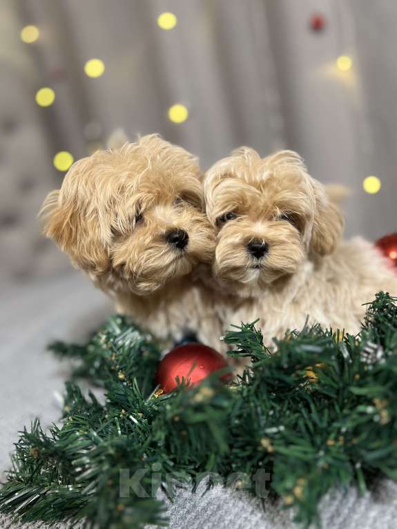 Собаки в других городах Московской области: Микро мальчик мальтипу f1, будет крошечный, очень красивый, игривый, аккуратный! Мальчик, 170 000 руб. - фото 2