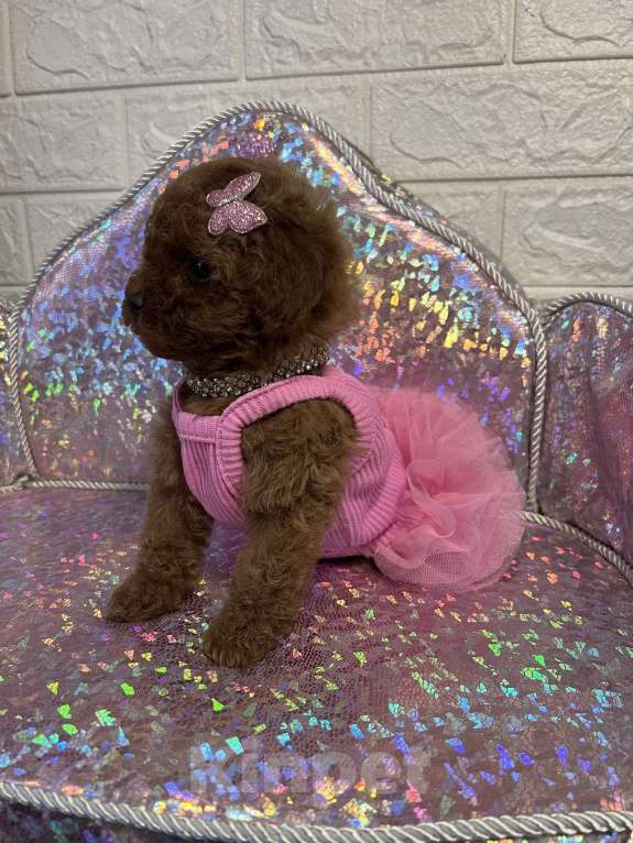 Собаки в Москве: Той пудель девочка Девочка, 180 000 руб. - фото 3