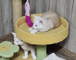 Кошки в Астрахани: Котята мейн-кун Разнополые, 20 000 руб. - фото 6