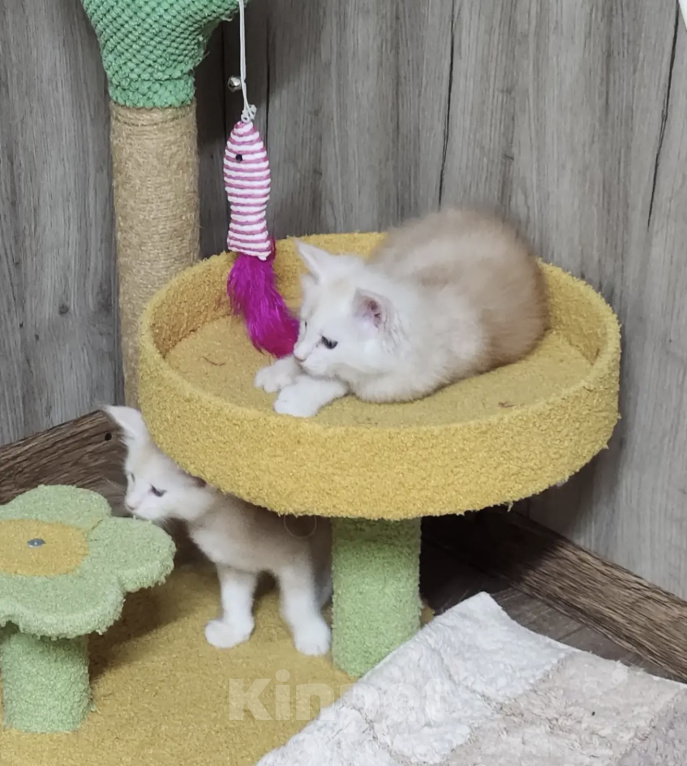 Кошки в Астрахани: Котята мейн-кун Разнополые, 20 000 руб. - фото 6