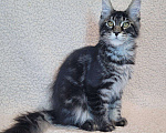 Кошки в других городах Ленинградской области: Мейн-кун Zieger-Ж Raksi Line Мальчик, Бесплатно - фото 4
