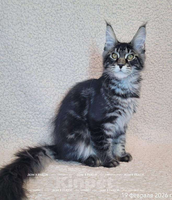 Кошки в других городах Ленинградской области: Мейн-кун Zieger-Ж Raksi Line Мальчик, Бесплатно - фото 4