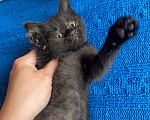Кошки в Москве: Крохотка-котенок в добрые руки Девочка, Бесплатно - фото 2