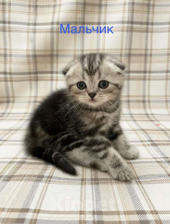 Кошки в Нижнем Новгороде: Шотландские котята Разнополые, 22 000 руб. - фото 5