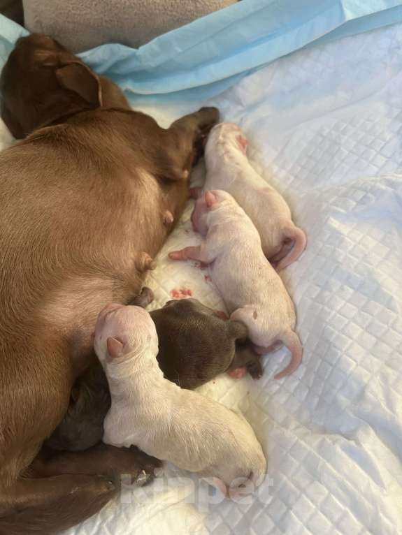 Собаки в Санкт-Петербурге: Щенки чихуа Девочка, 45 000 руб. - фото 4