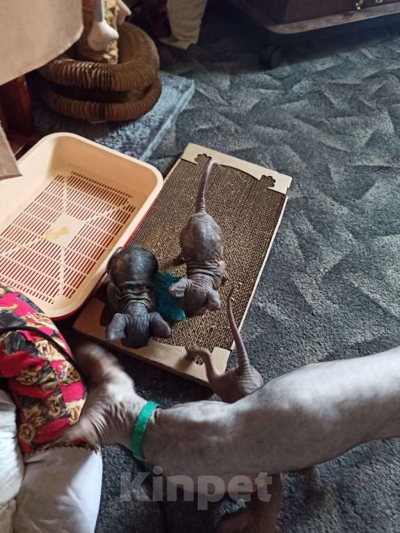 Кошки в Самаре: котенок канадский сфинкс Разнополые, Бесплатно - фото 1