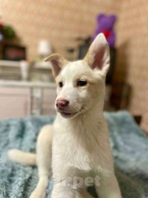 Собаки в Лосином-Петровском: Пинки ,якутенок с розовым носом Девочка, Бесплатно - фото 3