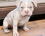 Собаки в Лыткарино: AMERICAN BULLY   девочка Девочка, 65 000 руб. - фото 6
