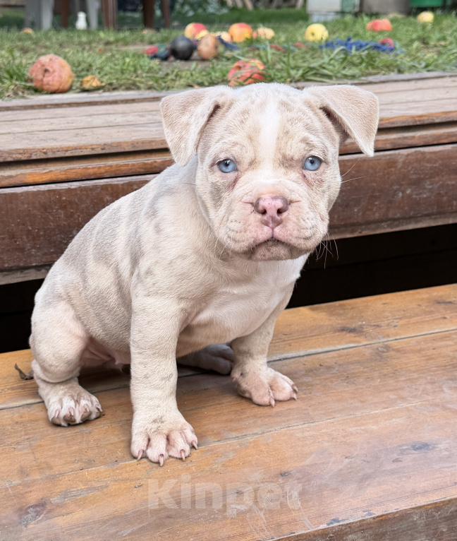 Собаки в Лыткарино: AMERICAN BULLY   девочка Девочка, 65 000 руб. - фото 6