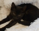 Кошки в Жуковском: Котёнок Мальчик, Бесплатно - фото 4
