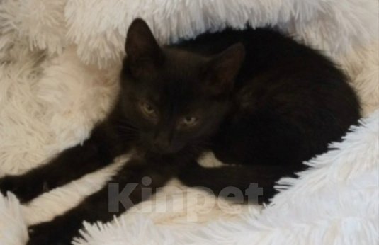 Кошки в Жуковском: Котёнок Мальчик, Бесплатно - фото 4