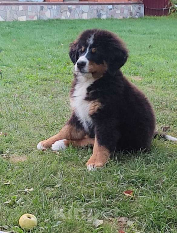 Собаки в других городах Московской области: Щенки бернского зенненхунда  Девочка, 55 000 руб. - фото 3