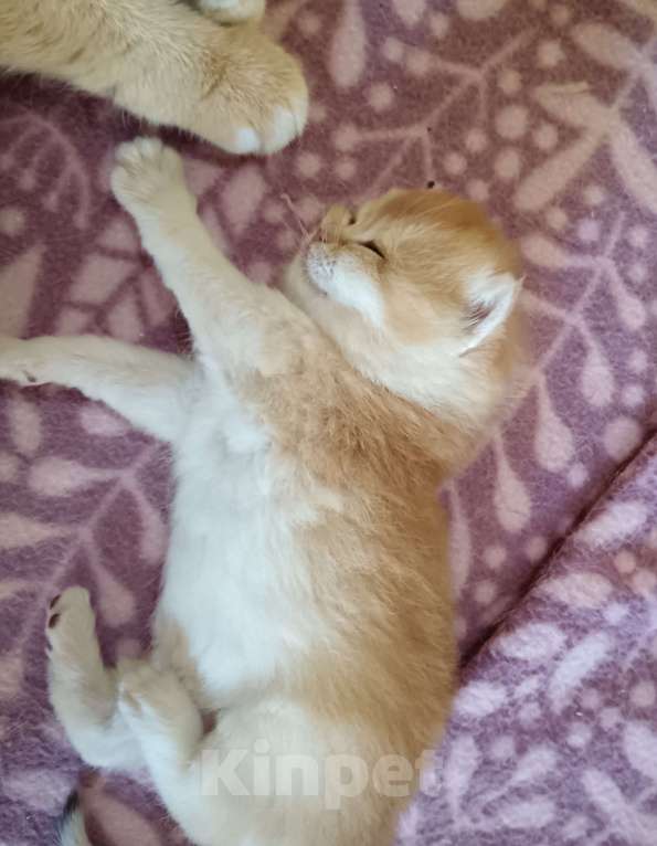 Кошки в Новосибирске: Британские котята золотая шиншилла  Мальчик, 25 000 руб. - фото 6