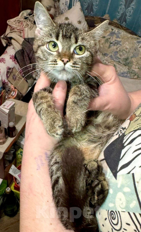 Кошки в Москве: Котёнок Звёздочка в добрые руки  Девочка, Бесплатно - фото 4