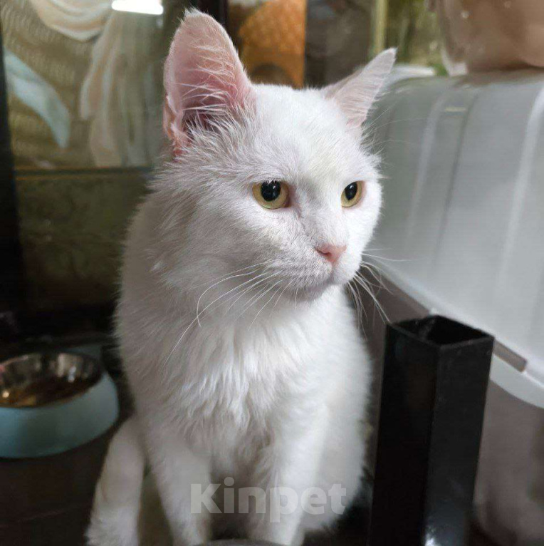 Кошки в Москве: Белый котик в добрые пуки Мальчик, Бесплатно - фото 2