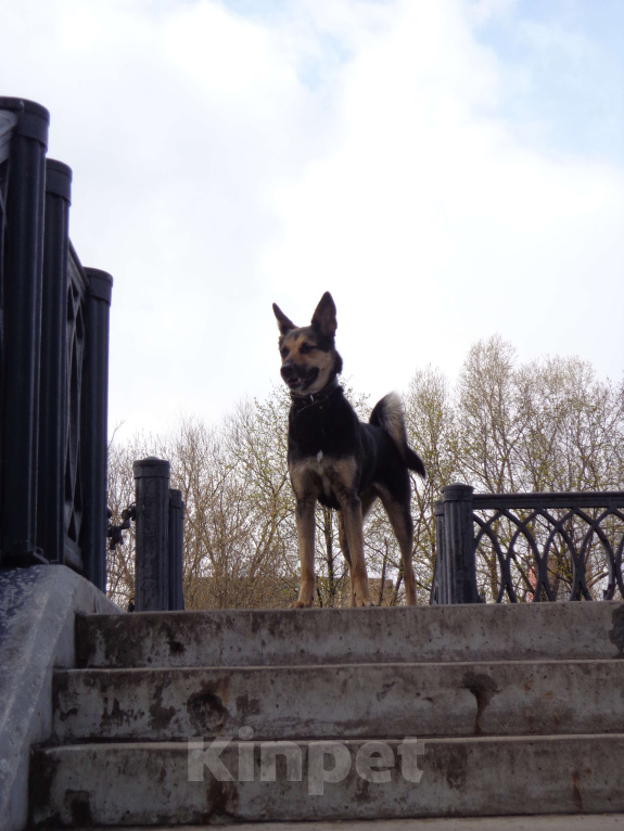 Собаки в Москве: ПРОПАЛА СОБАКА Девочка, 10 000 руб. - фото 5