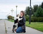 Собаки в Москве: Австралийская овчарка, щенок аусси Мальчик, 80 000 руб. - фото 4