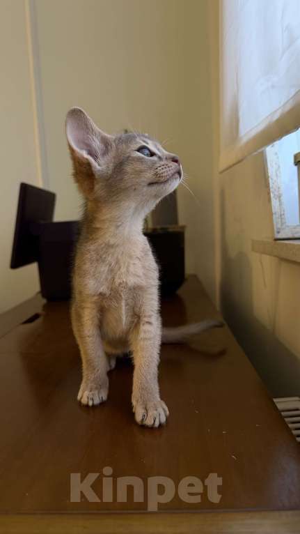 Кошки в Москве: Абиссинский котенок  Девочка, 50 000 руб. - фото 5