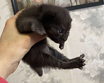 Кошки в Москве: Котята крохи Мальчик, Бесплатно - фото 8