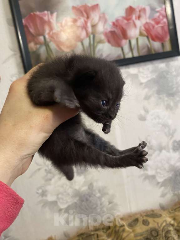 Кошки в Москве: Котята крохи Мальчик, Бесплатно - фото 8