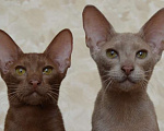 Кошки в Самаре: Ориентальные котята-подростки, 50 000 руб. - фото 4