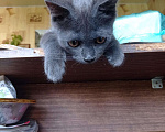 Кошки в Новокубанске: Шотландские котята, 100 руб. - фото 8