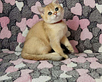 Кошки в Малмыже: Золотые британские котята., 25 000 руб. - фото 2