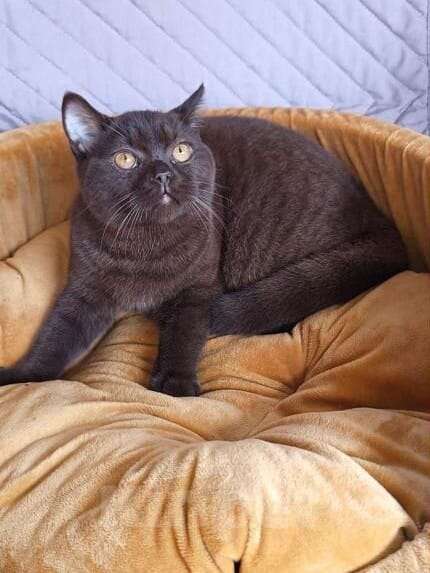 Кошки в Тольятти: скотиш страйт Мальчик, 15 000 руб. - фото 3