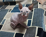 Кошки в Москве: Замечательные котята сфинкс Девочка, 22 000 руб. - фото 5
