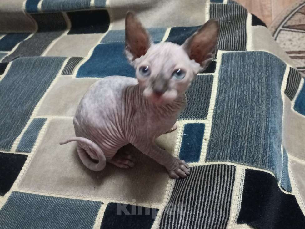 Кошки в Москве: Замечательные котята сфинкс Девочка, 22 000 руб. - фото 5