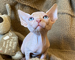 Кошки в Москве: Топовый котенок канадского сфинкса Мальчик, 35 000 руб. - фото 2