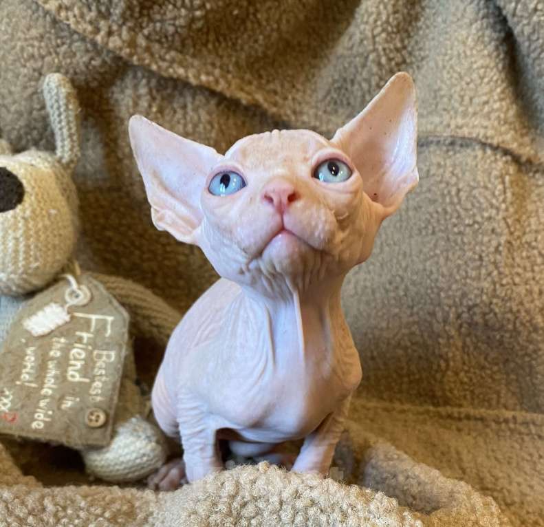 Кошки в Москве: Топовый котенок канадского сфинкса Мальчик, 35 000 руб. - фото 2