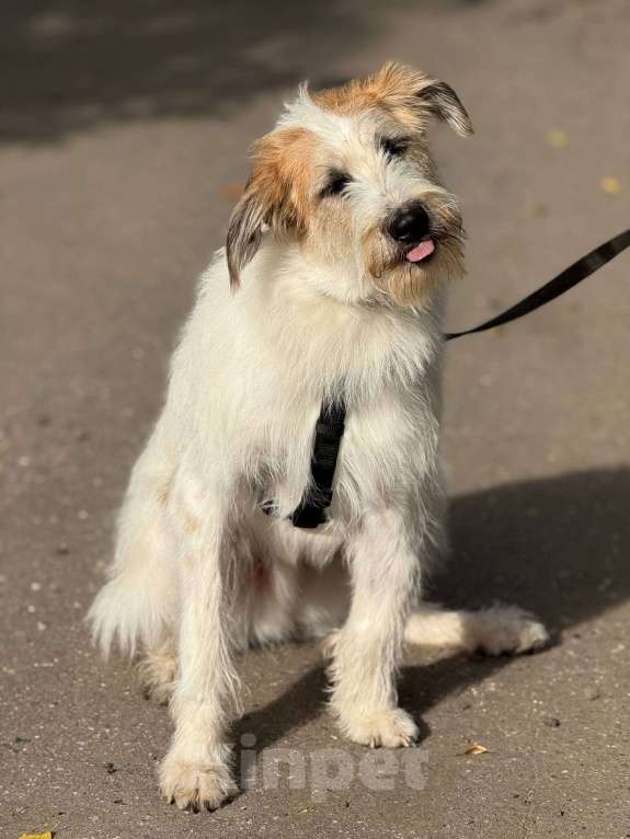 Собаки в Москве: Бородатое чудо Мишка Мальчик, Бесплатно - фото 3