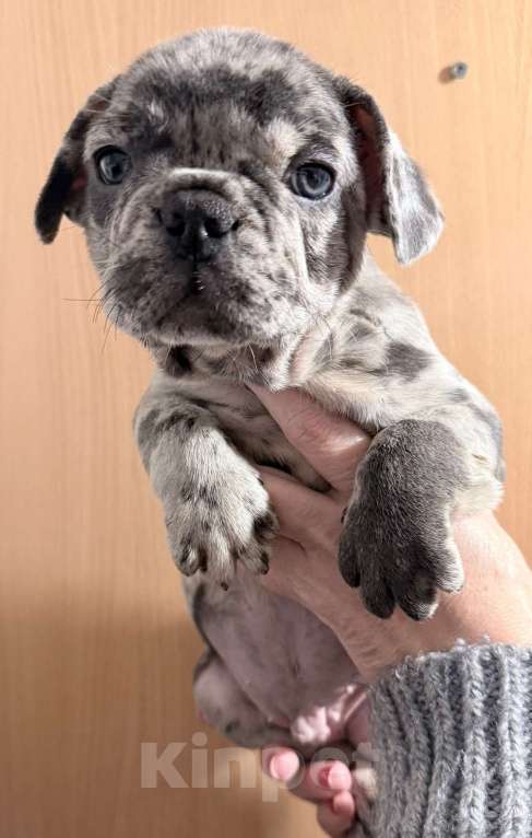 Собаки в Краснодаре: Щенки французского бульдога Мальчик, 55 000 руб. - фото 3