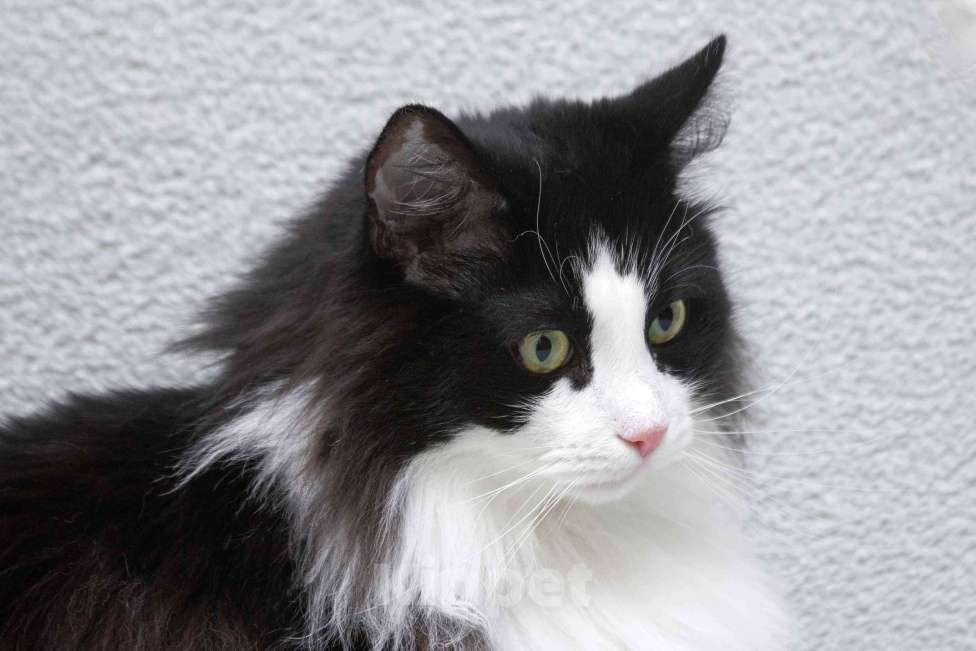 Кошки в Москве: Ласковый котик Орион в добрые руки Мальчик, Бесплатно - фото 5