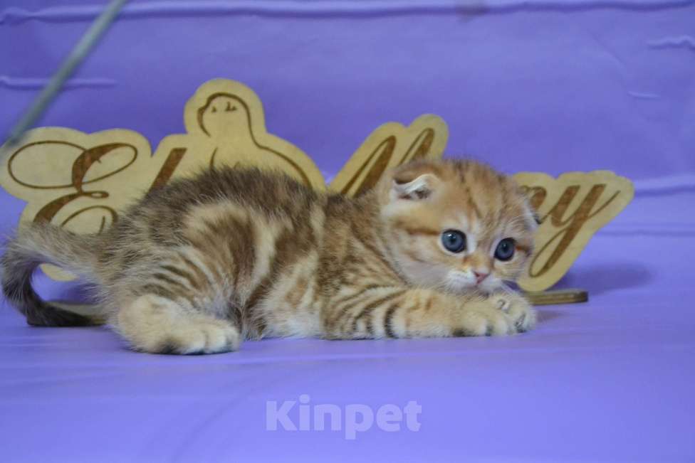 Кошки в Москве: Вислоухая золотая Красавица Девочка, 65 000 руб. - фото 4