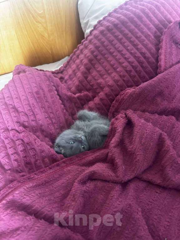 Кошки в Минусинске: продам Шотландскую вислоухую кошку Девочка, 15 000 руб. - фото 3